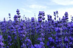 薰衣草花語圖片，薰衣草代表真愛"
