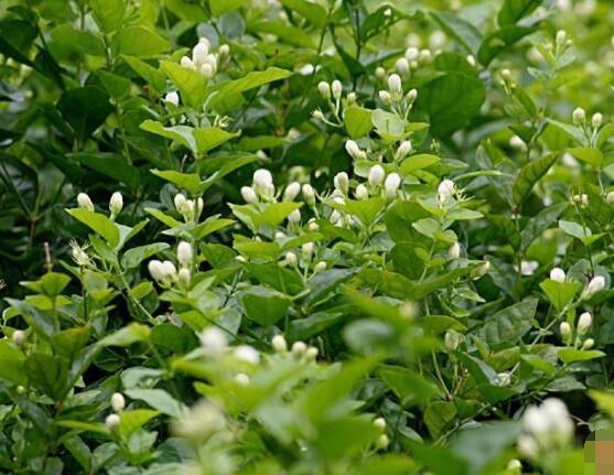 茉莉花的養(yǎng)殖方法和注意事項(xiàng)，老農(nóng)總結(jié)最實(shí)用八大養(yǎng)殖方法"