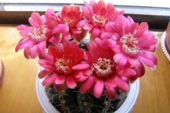 仙人球花和曇花的區別，顏色、大小、花瓣都可以進行區分"
