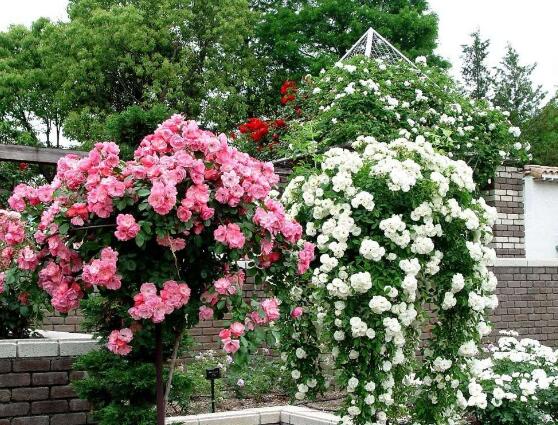 薔薇花盆栽如何養，薔薇花盆栽養殖方法"