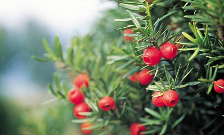 家里紅豆杉的風水禁忌，五行多木的人不適合養殖"