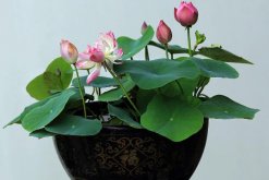 盆栽荷花冬天怎么保存，可通過三種方法進行保存"