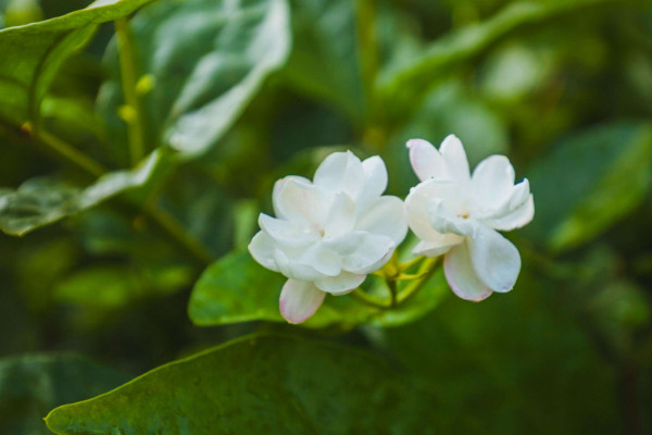 茉莉花怎么剪枝，修剪殘花/徒長(zhǎng)枝葉/病枝弱葉"