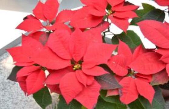 一品紅冬季怎么養，做好五個要點便可安然過冬"
