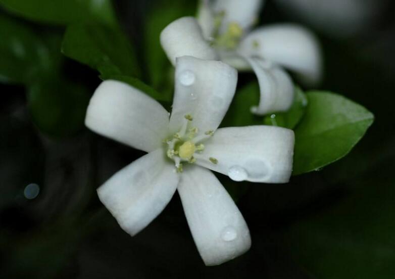 九里香花可以吃嗎，能吃/但是常被當做藥物使用"