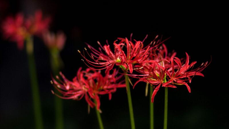 彼岸花花語