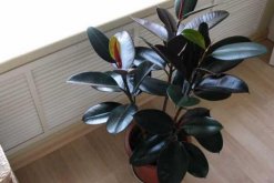 家里養橡皮樹有什么好處，從觀賞、凈化、風水三個方面來看"