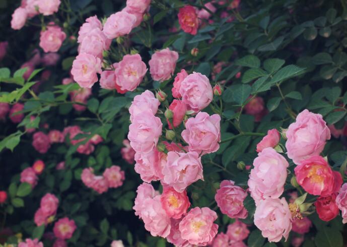薔薇花怎么吃，可泡茶喝也可以煮魚湯一起吃"