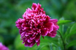 芍藥花怎么養，充足的光照以及合理的肥水"