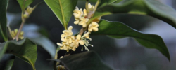 桂花樹什么時候移植好"
