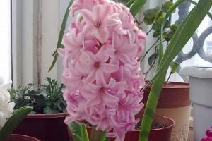 風信子什么時候開花，風信子開花后怎么處理"