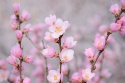 櫻花怎么施肥，櫻花的施肥可以從4步進行"