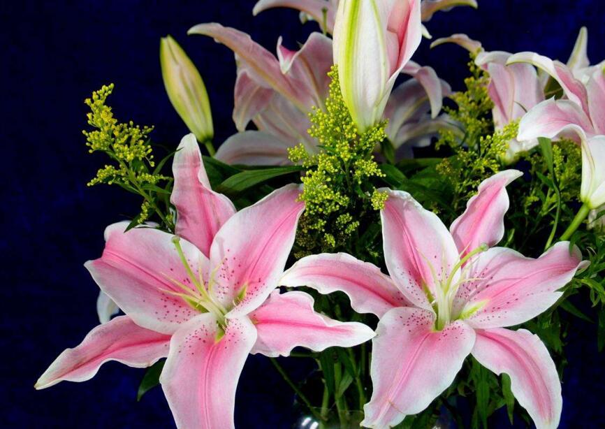 百合花怎么養(yǎng)水里，水培的4個注意事項"