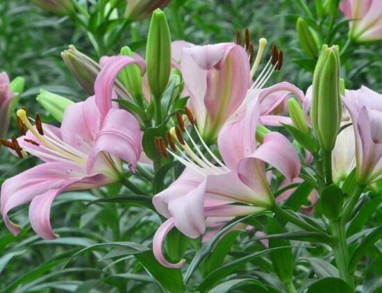 百合花放在室內(nèi)有毒嗎，花香導致失眠、惡心，煩亂(無毒)"