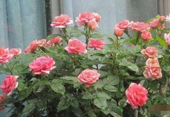 家庭種植薔薇花有什么好處，薔薇花是綠花遮陰的好幫手"