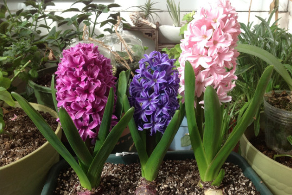 風信子開完花后怎么處理，包裹冷藏來年煥活復花"