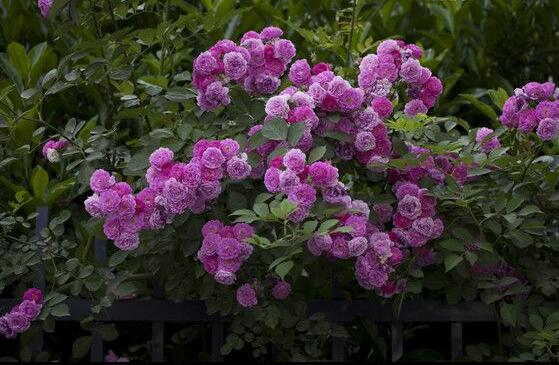 藤本月季和薔薇的區別，刺大的是藤本月季（三種區別方法）"