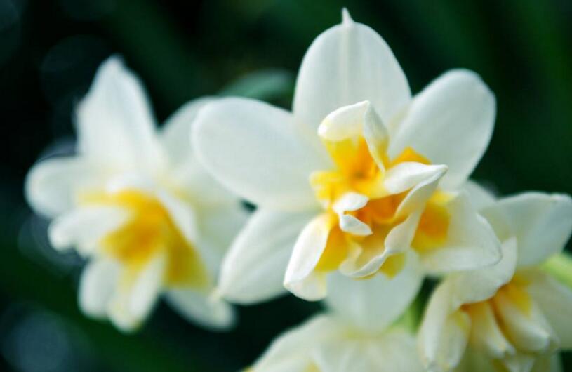水仙花如何澆水，養(yǎng)殖方法不同澆水方法也不同"