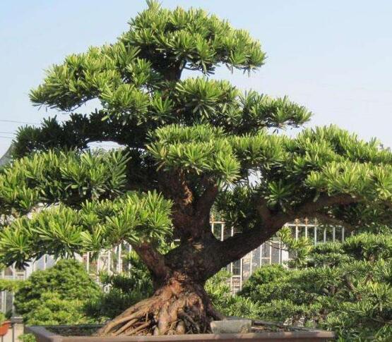 羅漢松花期，羅漢松花期為一個月(5月份開花)"