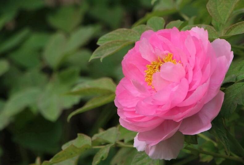 牡丹花的寓意和象征，代表著典雅高貴和富貴吉祥"
