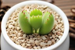 熊童子澆水方法，不同的季節(jié)有不同的要點(diǎn)"