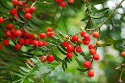 紅豆杉公母有什么區別，四大不同來區分"