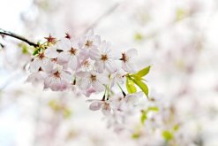 櫻花開花后怎么養護，及時修剪并補充養分"