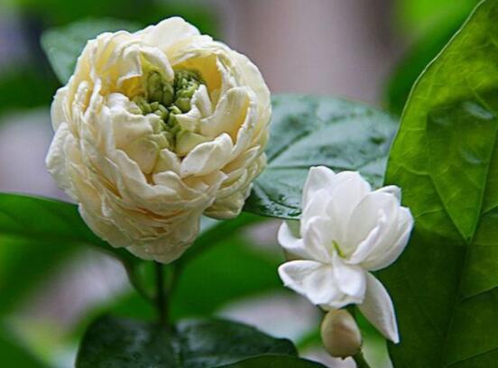 虎頭茉莉怎么養(yǎng)，做好六個養(yǎng)殖步驟即可花開爆盆"