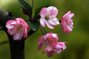 海棠花花語(yǔ)是什么，海棠花為什么叫斷腸花"