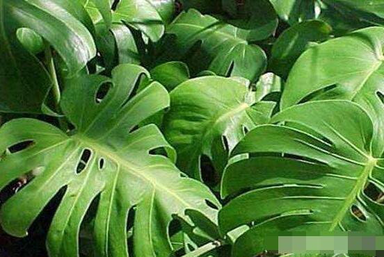 龜背竹什么時候開花，龜背竹養殖5-6年才可開花"