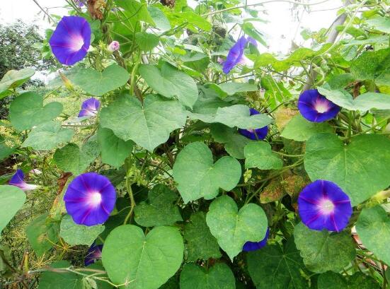 牽牛花有毒嗎，牽?；梢栽谑覂?nèi)養(yǎng)嗎