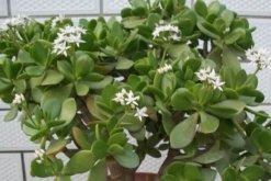 燕子掌的花有毒么，汁液帶有一定的毒性"