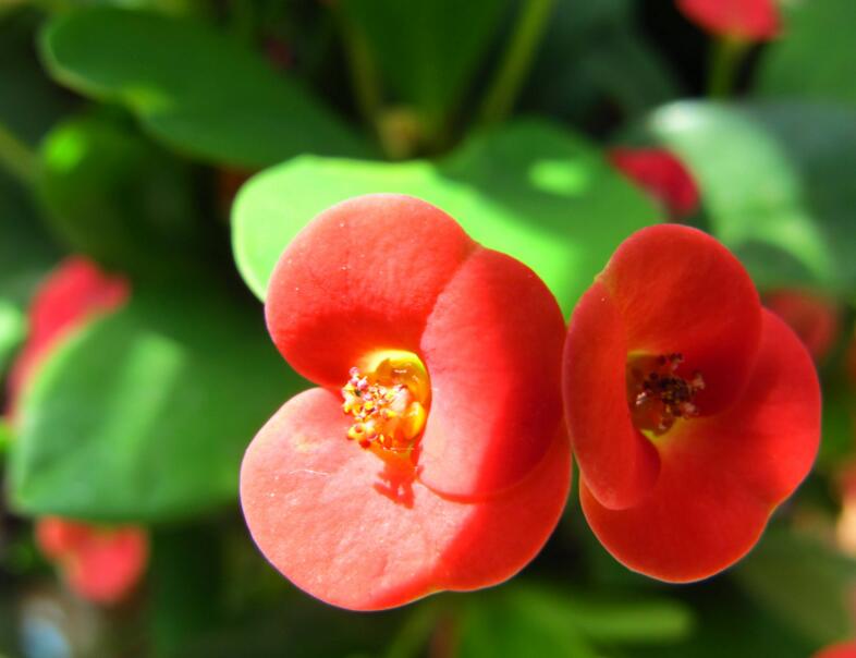 虎刺梅花期，養(yǎng)的好一年四季都可以開(kāi)花"