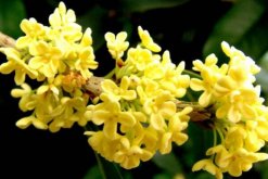 金桂花的養(yǎng)殖方法，掌握以下要點(diǎn)非常重要"