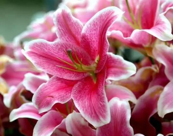 百合花養水里能活多久，做好五個要點可存活百日以上"