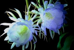 曇花的花語和傳說，曇花一現只為韋陀"
