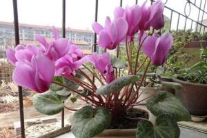 仙客來什么時候開花，仙客來一年開幾次花/冬季開花"