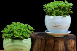 碰碰香能泡茶嗎，碰碰香泡茶作用非常明顯"