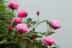 月季花剛種能淋雨嗎，淋雨有助于月季生長(做好排水措施)"
