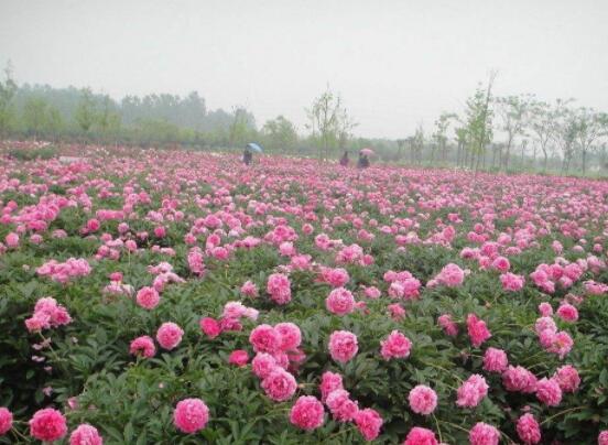 芍藥花的養殖方法，老農總結最實用八大養殖方法"