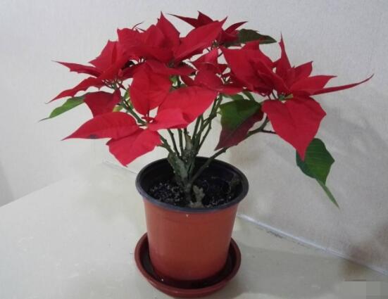一品紅花怎么養，