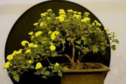 菊花如何室內越冬，菊花安全越冬5大要點"