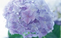 繡球花移栽注意事項，四個步驟保你順利移栽成功"