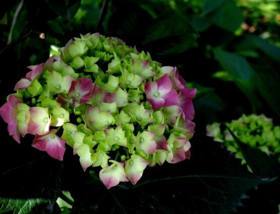 繡球花幾月份開花，每年6-8月間盛放(獨開一次)"