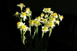 水仙什么時候開花，冬天開花，養護得當可延長花期"