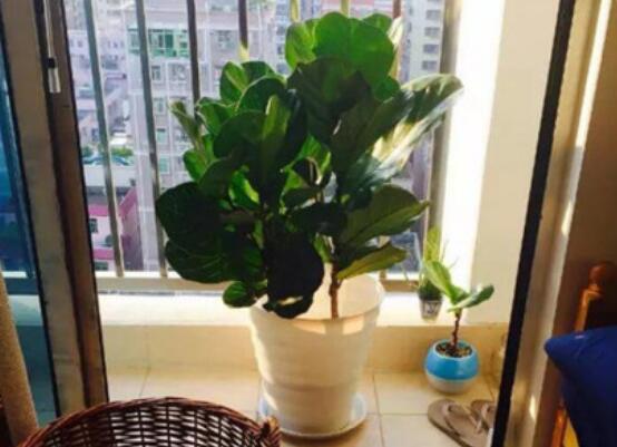 橡皮樹泡水幾天生根，最快半個月時間生長出根"