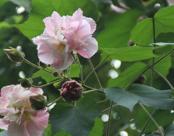 芙蓉花葉子黃了怎么辦，教你三種容易導(dǎo)致葉黃解決方法
