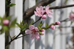 海棠花和櫻花的區別，觀察枝條、花朵很容易區分它們"
