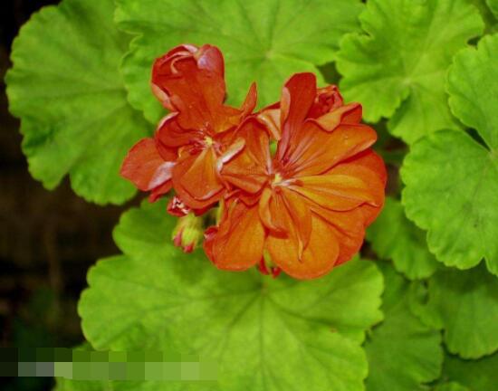 天竺葵適合什么花盆，紫砂盆是最好一種(透氣滲水)"