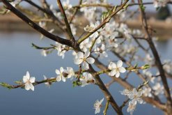 櫻花開花前怎么養護，保證肥水、光照充足"